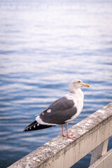 seagull on the pier