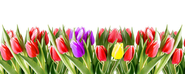Holliday floral tulip flowers banner border.