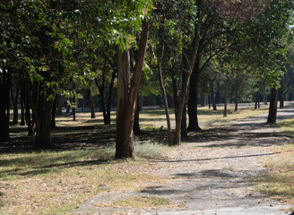 Trees in the park. Path in the park with trees.