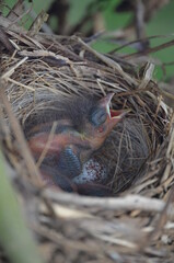 Naklejka na ściany i meble Baby bird in a nest