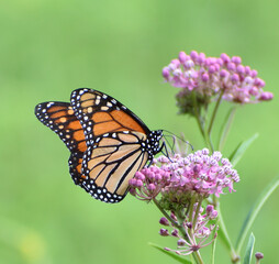 Monarch Butterfly on Wildflowers