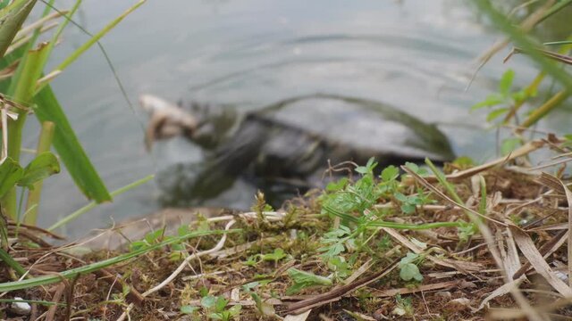 europäische sumpfschildkröte kriecht an das ufer und zieht futter ins wasser, weitwinkel, mehrere szenen, emys orbicularis
