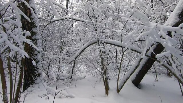 Beautiful landscape of snowy forest in winter. Trees stand covered in snow against the background of a blue sky