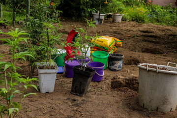 Freshly produced and treated composted land showing buckets and planting materials for cannabis sativa and indica for the production of legal medicinal products such as CBD and THC