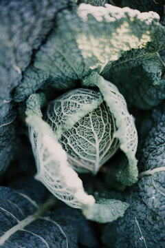 Close-up Of Cabbage Crop At Farm