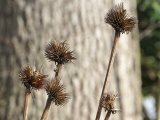 thistle