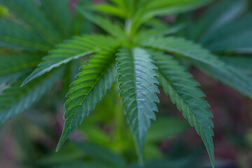
marijuana \ cannabis plants planted in a garden (outdoors) in a natural way for cbd production in a home production.
