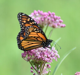 Monarch Butterfly on Wildflowers