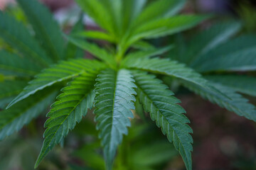 
marijuana \ cannabis plants planted in a garden (outdoors) in a natural way for cbd production in a home production.
