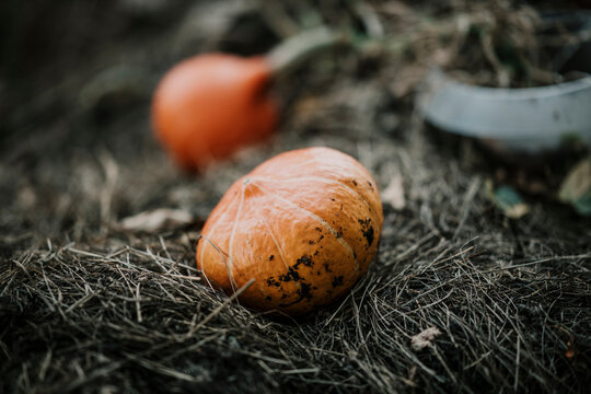 Close-up of cultivated pumpkin at farm