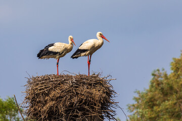 Weißstorchenpaar 33