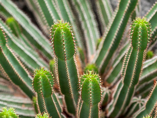 close up of lush green cacti