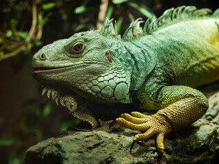 lush portrait of the green lizard Islamorada with beautiful painted skin and a dark background