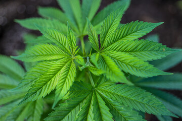 
marijuana \ cannabis plants planted in a garden (outdoors) in a natural way for cbd production in a home production.