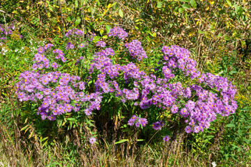 Fototapeta premium A bunch of little purple flowers