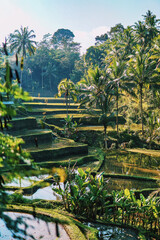 Idyllische Reisfelder in Ubud, Bali, Indonesien. Traumhafter Ausblick im Morgenlicht. Dschungel und Natur in voller Pracht.