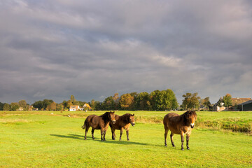 Horses in a meadow