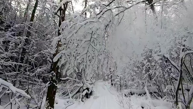 Slow motion snow falls from trees in winter. Beautiful landscape of winter nature. Slow shooting snow fall