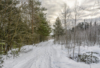 Walk in the winter forest in frosty weather