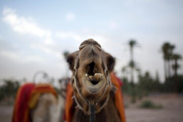 Camel at Morocco