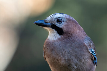 Portrait of Eurasian Jay (Garrulus glandarius) on an unfocused background
