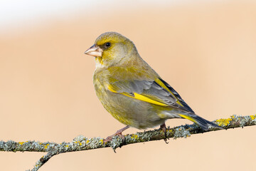 Obraz premium European greenfinch (chloris chloris) on a forest branch on an unfocused background