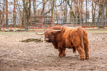 Close up view of brown bull bison in western Europe © yaalan