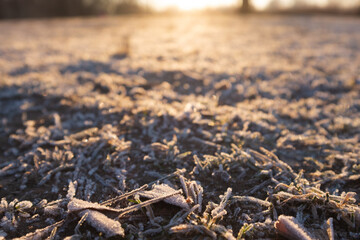 Close-up of dried leaves and grass in the park coated with hoar frost at sunrise.