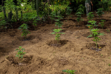 Outdoor amateur planting or cultivation of medicinal cannabis (marijuana) and CBD plantation for medicinal use, and a yard showing holes and plants.