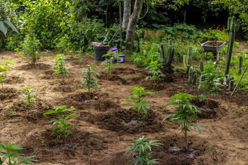 Outdoor amateur planting or cultivation of medicinal cannabis (marijuana) and CBD plantation for medicinal use, and a yard showing holes and plants.