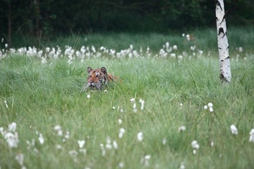 The Siberian tiger (Panthera tigris Tigris), or  Amur tiger (Panthera tigris altaica) in the grassland.