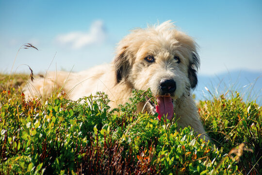 shepherd dog rest on the hill. cute animal in summer mountain landscape on a sunny day. good old friend concept
