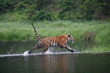 The Siberian tiger (Panthera tigris Tigris), or  Amur tiger (Panthera tigris altaica) in the forest...