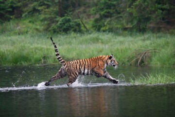 Naklejka na ściany i meble The Siberian tiger (Panthera tigris Tigris), or Amur tiger (Panthera tigris altaica) in the forest walking in a water.