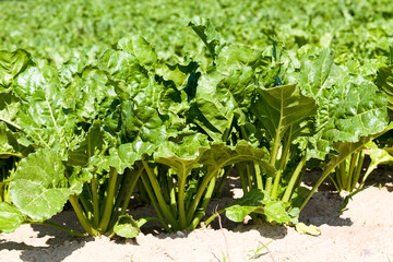 sugar beet are grown