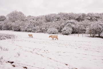 Kühe im Schnee
