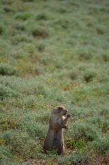 Prairie Dog