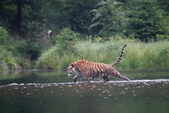 The Siberian tiger (Panthera tigris Tigris), or  Amur tiger (Panthera tigris altaica) in the forest walking in a water.