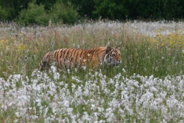 The Siberian tiger (Panthera tigris Tigris), or  Amur tiger (Panthera tigris altaica) in the grassland.