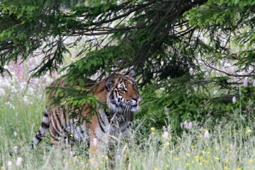 The Siberian tiger (Panthera tigris Tigris), or  Amur tiger (Panthera tigris altaica) in the grassland.