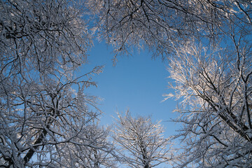 Beautiful winter scenery in the mountains on a sunny day of january 2021, Carpathian Mountains