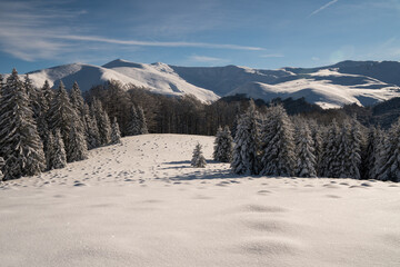 Beautiful winter scenery in a snowy forest on a sunny day of january 2021, Carpathian Mountains