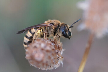 Close up of a female great banded furrow bee, Halictus scabiosae