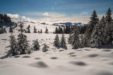Fototapeta na wymiar Beautiful winter scenery in a snowy forest on a sunny day of january 2021, Carpathian Mountains