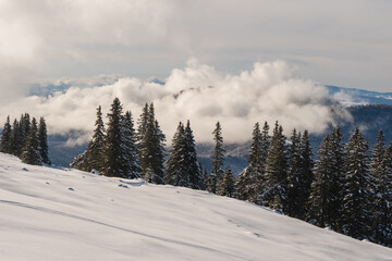 Beautiful winter scenery in a snowy forest on a sunny day of january 2021, Carpathian Mountains