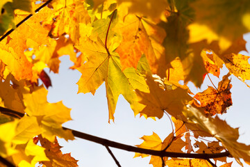 maple foliage in autumn leaf fall