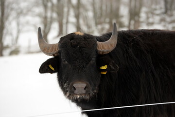 Wasserbüffel im Schnee