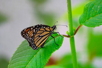 butterfly on leaf