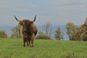 Rind an der Ostsee