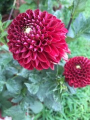 red dahlia flower in garden